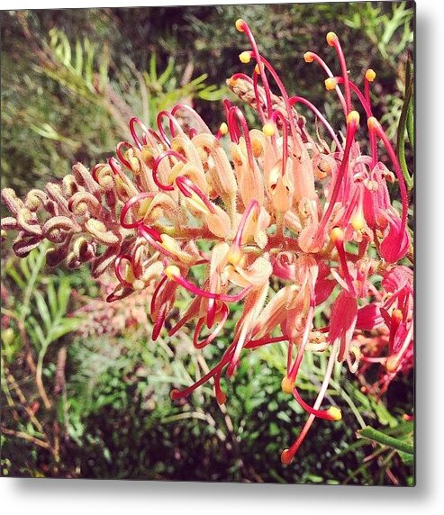 Grevillea Metal Print featuring the photograph Australian Grevillea Flower by Sinead Connell