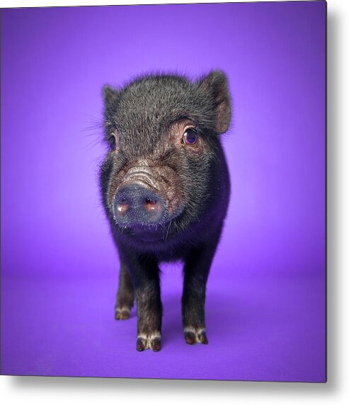 Pig Metal Print featuring the photograph Piglet by Square Dog Photography