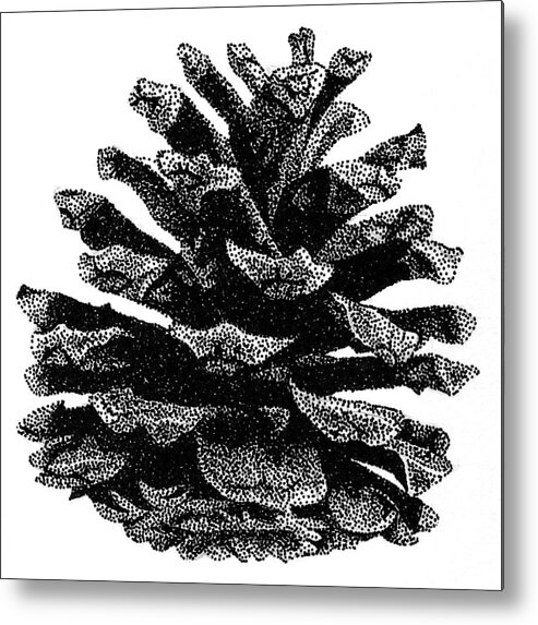 Still Life Metal Print featuring the drawing Pine Cone by Rob Christensen