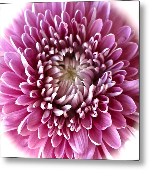 Pink Chrysanthemum Metal Print featuring the photograph Pink Chrysanthemum by Venetia Featherstone-Witty