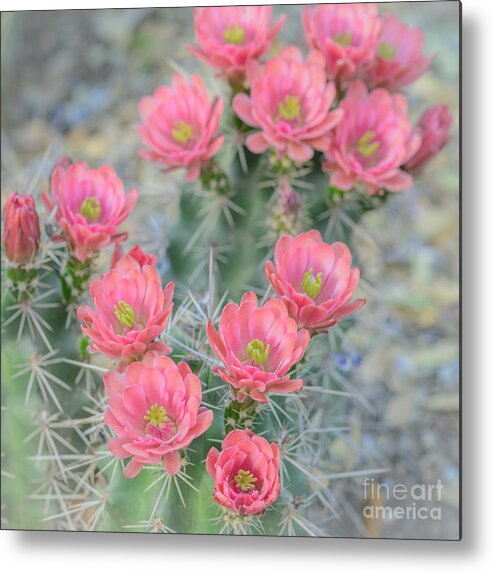 Pink Cactus Flower Metal Print featuring the photograph Pink Hegehog Cactus by Tamara Becker