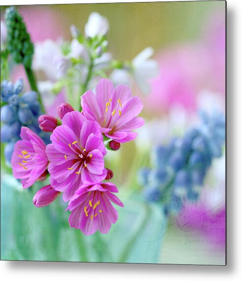 Petal Metal Print featuring the photograph Pink Lewisia And Blue Cuckoo Flower by Aina Apelthun