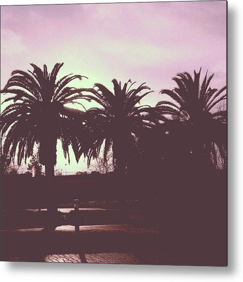 Clearsky Metal Print featuring the photograph Pink Palms by James Quinn