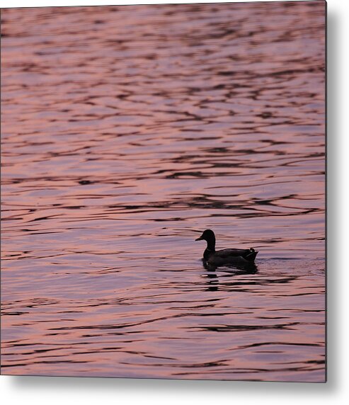 Pink Metal Print featuring the photograph Pink Sunset with Duck in silhouette by Marianne Campolongo