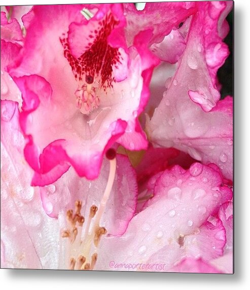 Pink Tipped Rhododendrons Metal Print featuring the photograph Pink Tipped Rhododendrons by Anna Porter