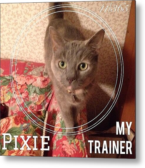 Trainer Metal Print featuring the photograph #pixie Is My Official #trainer While I by Teresa Mucha