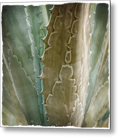 Disney Metal Print featuring the photograph Plant 3 by Jerry Golab