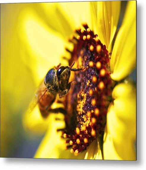Honey Bee Metal Print featuring the photograph Pollinating by Gilbert Artiaga