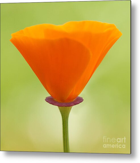 Flower Metal Print featuring the photograph Poppy 1 by Rick Cotter