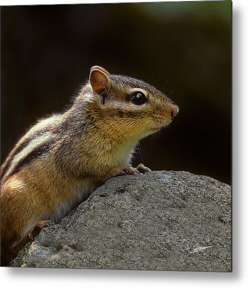 Nature Metal Print featuring the photograph Portrait of a Chipmunk by Phil Jensen