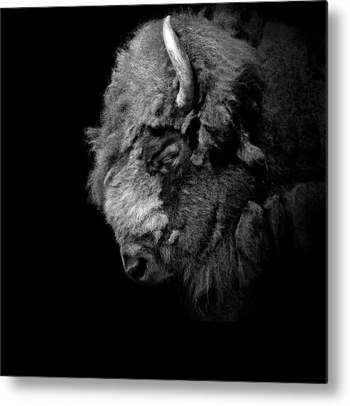 Buffalo Metal Print featuring the photograph Portrait of Buffalo in black and white by Lukas Holas