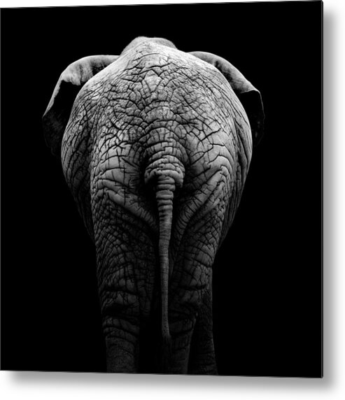 Elephant Metal Print featuring the photograph Portrait of Elephant in black and white II by Lukas Holas