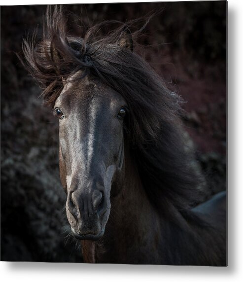 Wind Metal Print featuring the photograph Portrait Of Icelandic Stallion, Iceland by Arctic-images