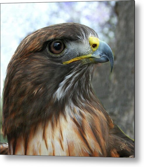 Bird Metal Print featuring the photograph Portrait Of Red-Shouldered Hawk by Ben and Raisa Gertsberg