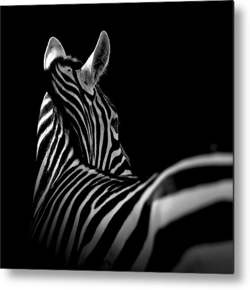 Zebra Metal Print featuring the photograph Portrait of Zebra in black and white II by Lukas Holas