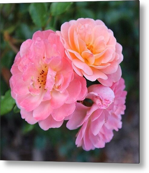  Metal Print featuring the photograph Pretty In Pink by Elza Hayen