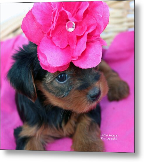 Yorkie Metal Print featuring the photograph Pretty in Pink by Lorna Rose Marie Mills DBA Lorna Rogers Photography