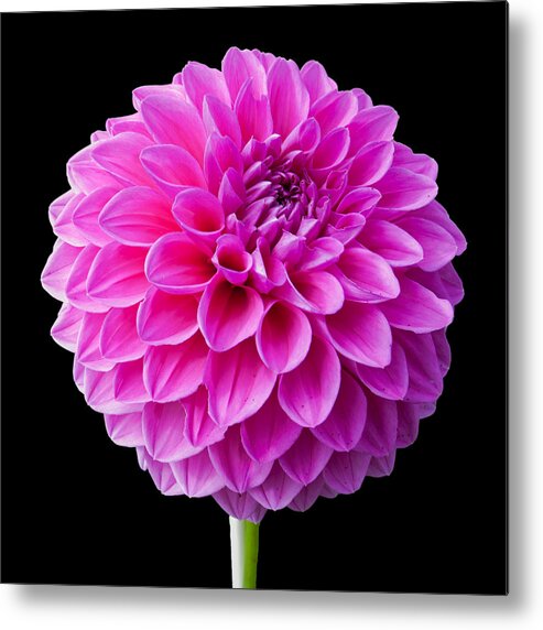 Dahlia Metal Print featuring the photograph Pretty in Pink by Paul Johnson