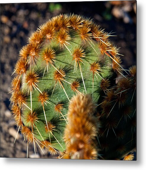 Prickly Cactus Leaf Photographs Metal Print featuring the photograph Prickly Cactus Leaf Green Brown Plant Fine Art Photography Print by Jerry Cowart