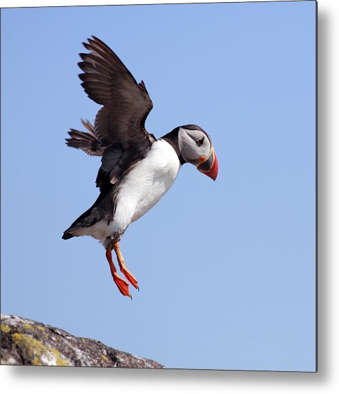 Puffin Metal Print featuring the photograph Puffin in flight by Grant Glendinning
