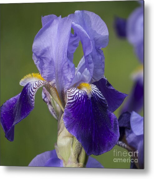 Purple Metal Print featuring the photograph Purple Iris IV by Lili Feinstein