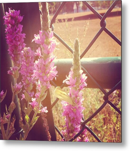 Purple Loosestrife Metal Print featuring the photograph Purple Loosestrife by Christy Beckwith