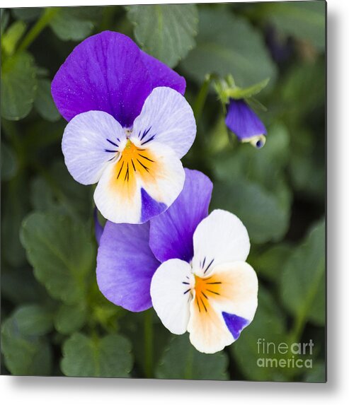 Pansy Metal Print featuring the photograph Purple Pansies by L J Oakes