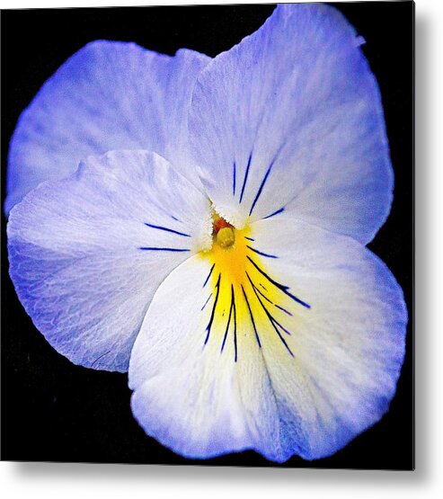 Purple Pansy Flower Print Metal Print featuring the photograph Purple Pansy Flower by Kristina Deane