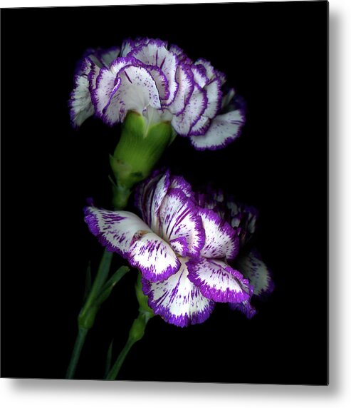 Purple Metal Print featuring the photograph Purple by Photograph By Magda Indigo