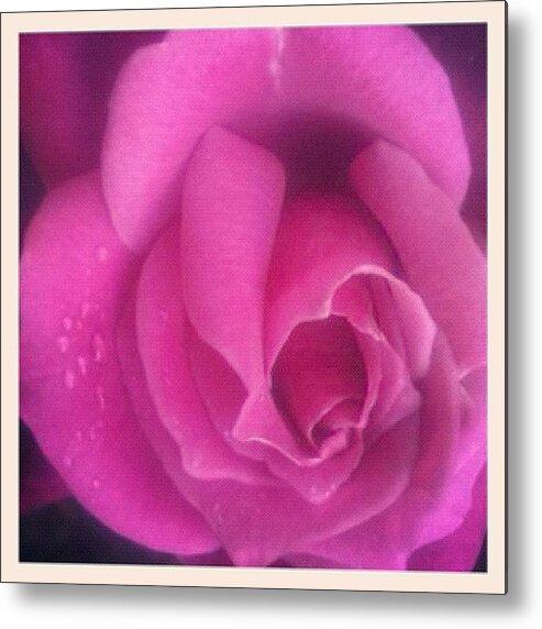Purple Metal Print featuring the photograph Purple Rose Confection by Anna Porter