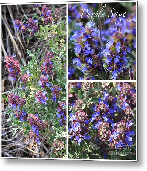 Purple Sage Metal Print featuring the photograph Purple Sage Collage by Carol Groenen