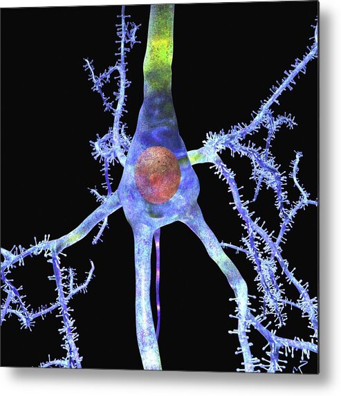 Pyramidal Cell Metal Print featuring the photograph Pyramidal Cell In The Brain by Russell Kightley