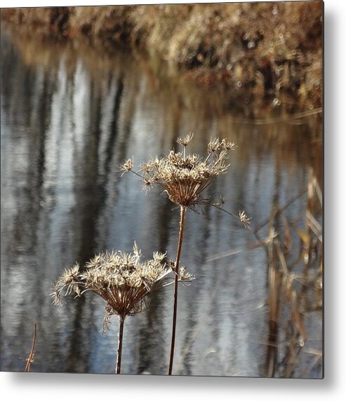 Flowers Metal Print featuring the photograph Queen Anne by Catherine Arcolio