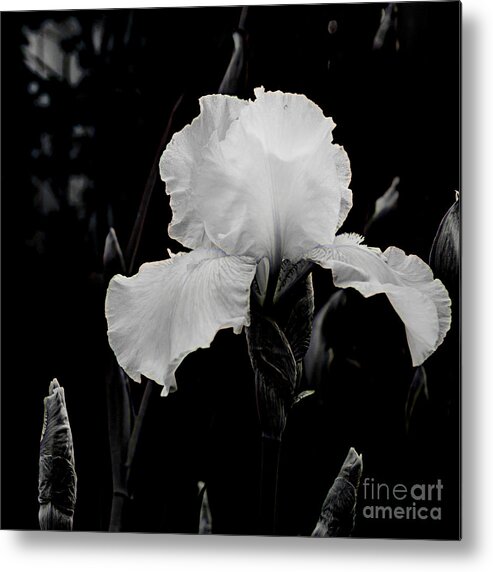 Iris Metal Print featuring the photograph Queen of the Garden by Kathi Shotwell