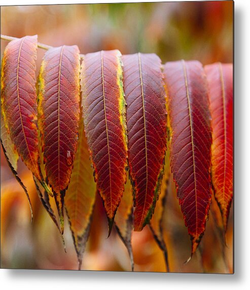 Autumn Metal Print featuring the photograph Radiant Sumac - Square by Laura Tucker