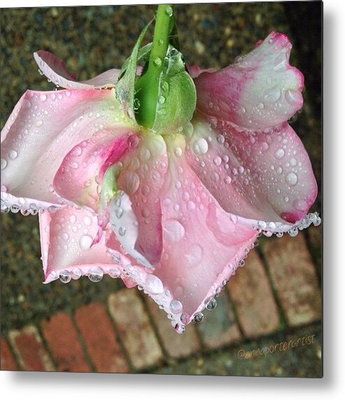 Raindrops On Roses Metal Print featuring the photograph Raindrops On Roses by Anna Porter