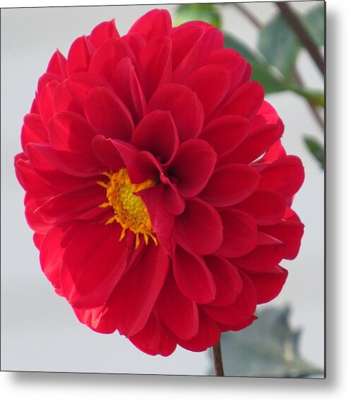 Flower Metal Print featuring the photograph Ready for my Valentine by Jeanette Oberholtzer