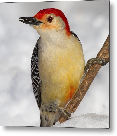 Red Bellied Woodpecker Close Up Metal Print featuring the photograph Red Bellied Woodpecker Close Up by John Absher