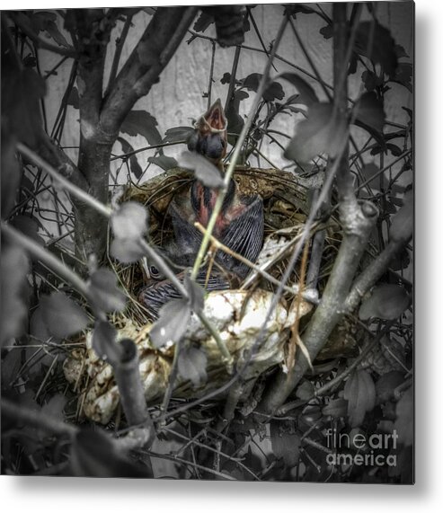 Cardinal Metal Print featuring the photograph Red Bird Nest by D Wallace