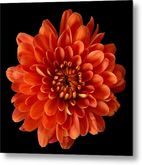 Chrysanthemum Metal Print featuring the photograph Red Chrysanthemum Still Life Flower Art Poster by Lily Malor