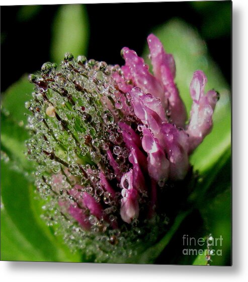 Clover Metal Print featuring the photograph Red clover by Fred Sheridan