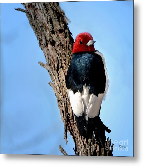 Nature Metal Print featuring the photograph Red-headed Woodpecker by Nava Thompson