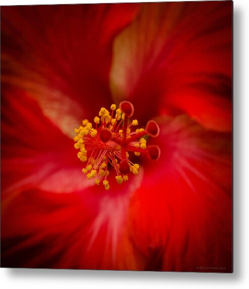 Fjm Multimedia Metal Print featuring the photograph Red Hibiscus 7 by Frank Mari