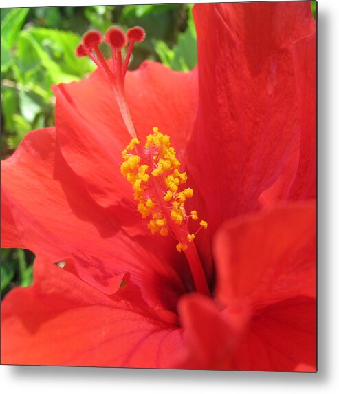 Red Flower Metal Print featuring the photograph Red Hibiscus by Sue Morris