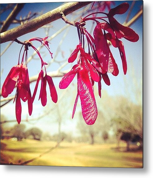 Love Metal Print featuring the photograph Red Maple #iphone5 #instagram by Scott Pellegrin