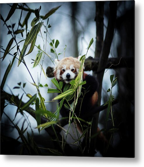 Panda Metal Print featuring the photograph Red Panda by Jaroslav Kocian