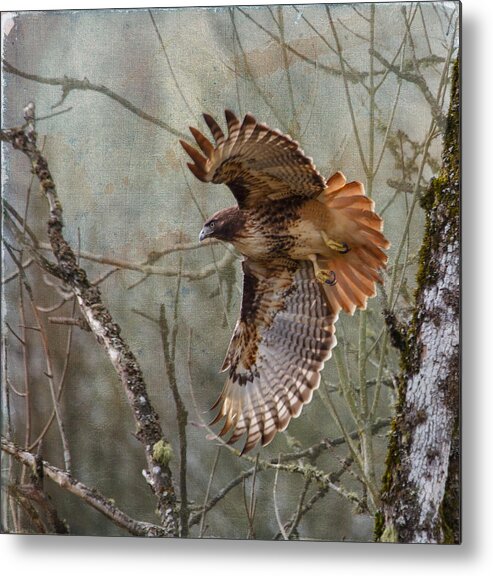 Red-tail Hawk In Flight Metal Print featuring the photograph Red-Tail Hawk in Flight by Angie Vogel