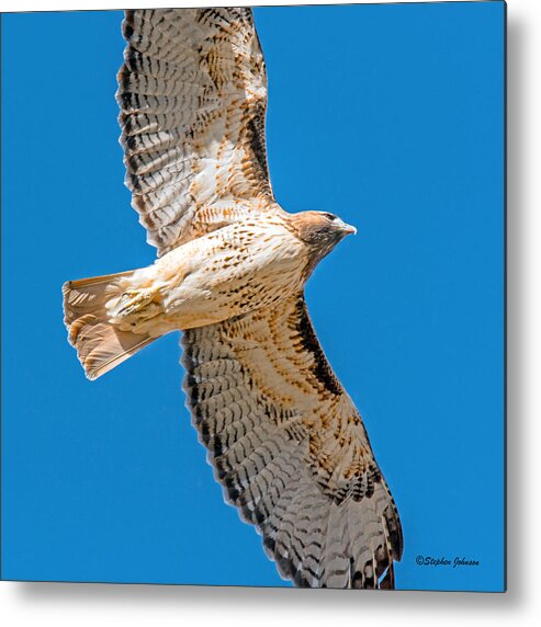 Hawks Metal Print featuring the photograph Red Tailed Hawk Overhead by Stephen Johnson