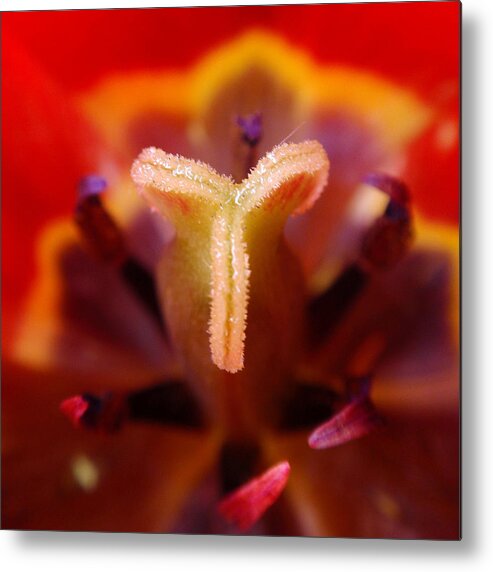 Tulip Metal Print featuring the photograph Red Tulip Abstract by Rona Black
