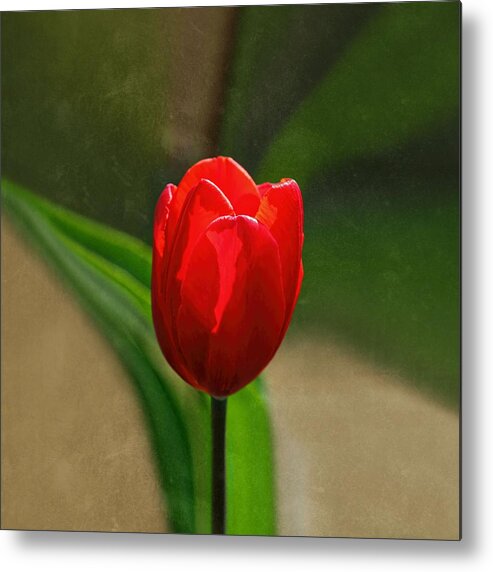 Red Tulip Metal Print featuring the photograph Red Tulip Spring Flower by Tracie Schiebel